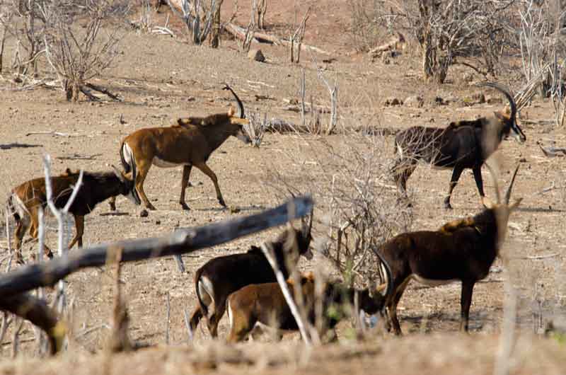 02 - Botswana - antilopes Sable - parque nacional de Chobe